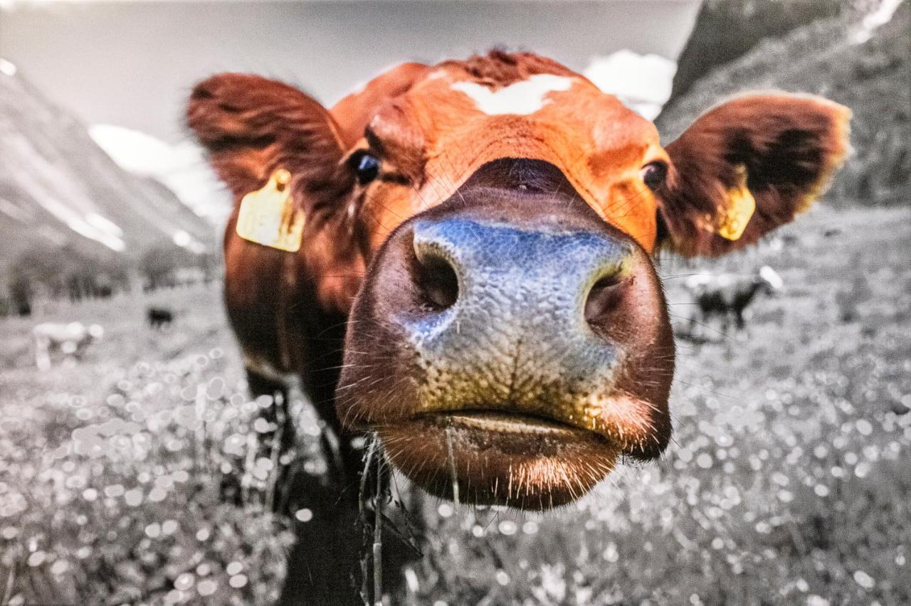 查贡斯Haus Silvretta Nova公寓 外观 照片
